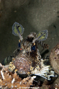 Posing Lionfish taken with 180mm.
 by Stephan Kerkhofs 